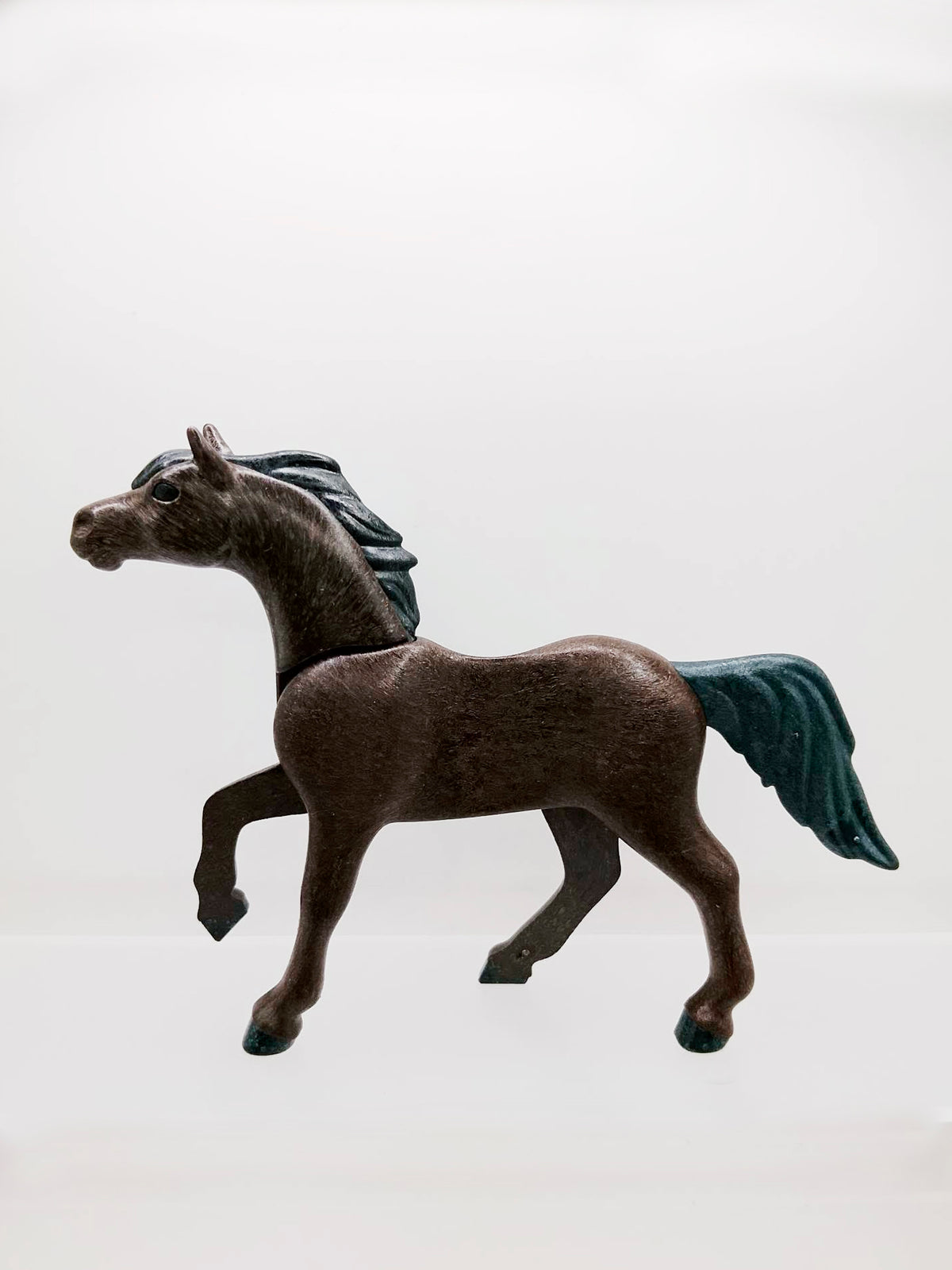 Horse Arabian