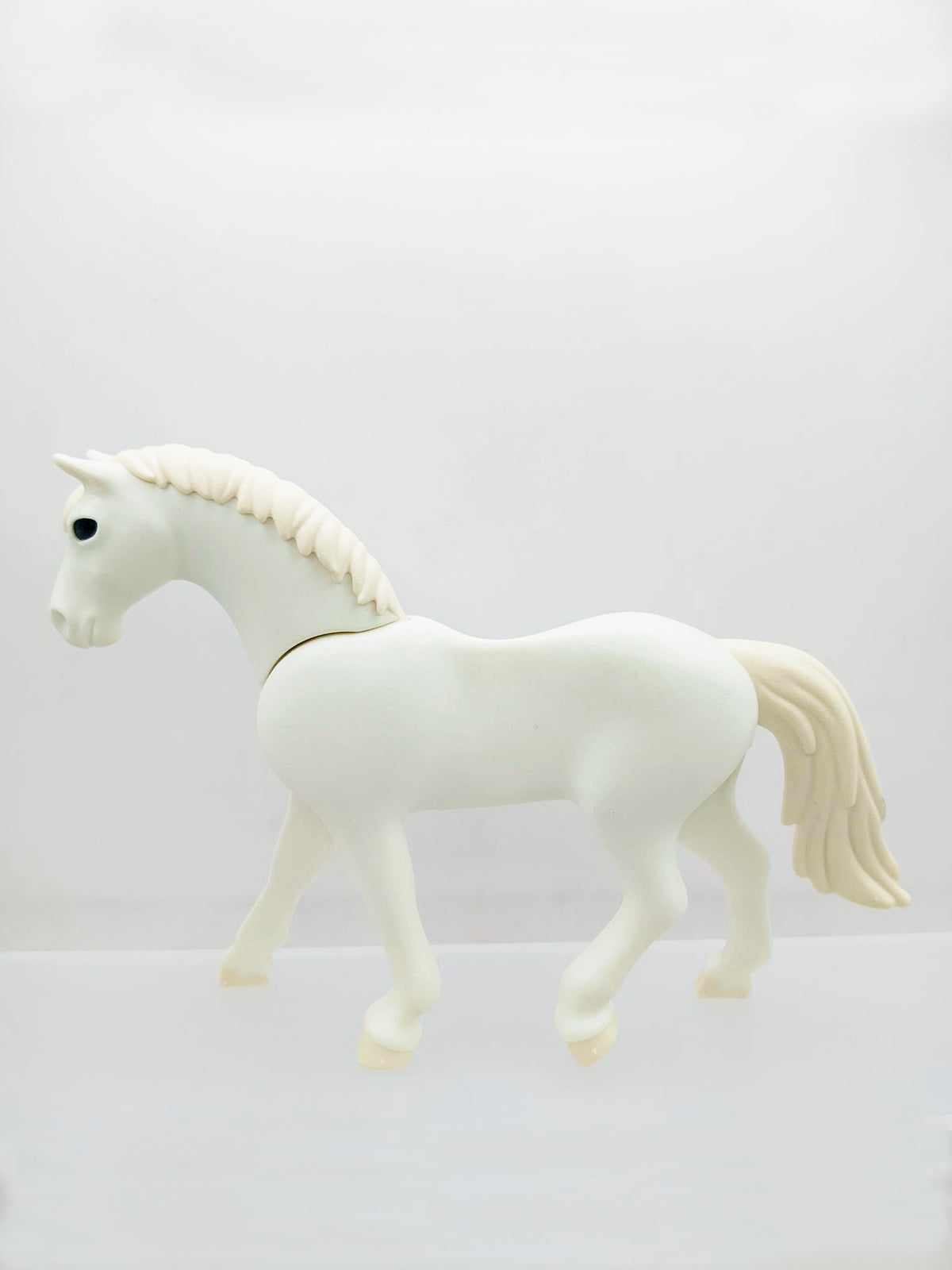 Horse Lipizzan